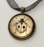 Moon Gold leaf Ladybird
