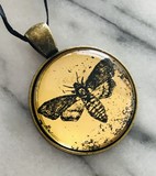 Deaths Head Hawkmoth